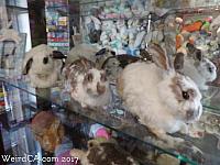 Former bunny residents of the museum