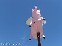 Flying Pig of Topanga