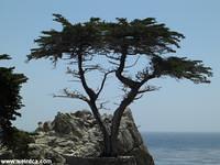 17 Mile Drive