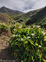 Calla Lily Valley