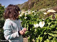 Calla Lily Valley