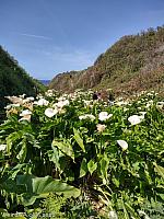 Calla Lily Valley