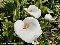 Calla Lily Valley