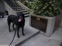 Ruby pays respect to San Francisco's legendary Bummer and Lazarus