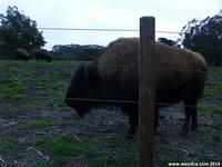 One of the Bison in Golden Gate Park
