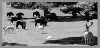 Golden Gate Buffalo Paddock, 1944, Photo from SF History Center, San Francisco Public Library