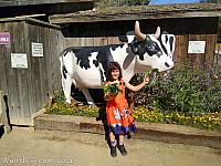cow avila barn30