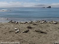 Elephant Seals