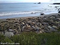 Elephant Seals