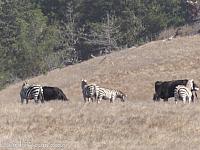 San Simeon Zebras