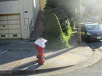 Painted Fire Hydrant in Brisbane