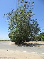 The Sycamore Tree at the end of Sycamore Road