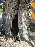 The Sycamore Tree at the end of Sycamore Road