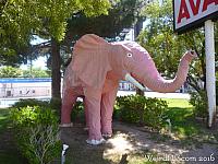 The Pink Elephant