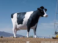 A giant cow in the Nevada desert!