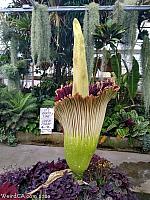 Corpse Flower