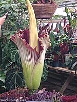 Corpse Flower