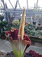 Corpse Flower