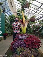 Corpse Flower