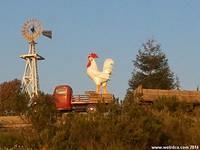 A giant rooster watches 101.