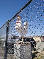 chicken morgan hill07