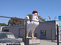 Morgan Hill Giant Chicken