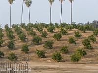 Groves of oranges in Riverside