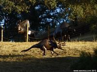 Atascadero Dinosaurs