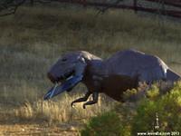 Atascadero Dinosaurs