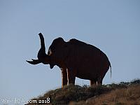 Eddy the Mammoth in Jurupa Valley