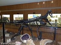 Camptosaurus skeleton on loan