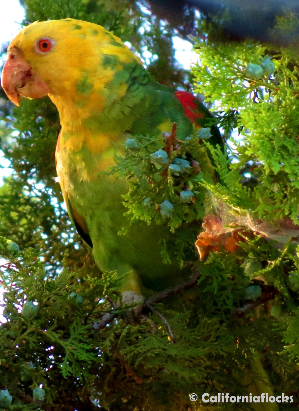 Photo courtesy of Salvatore Angius of <a href='http://www.californiaflocks.org'>CaliforniaFlocks</a> Photo courtesy of Salvatore Angius of <a href='http://www.californiaflocks.org'>CaliforniaFlocks</a>