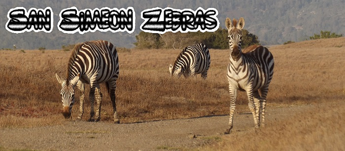 San Simeon Zebras