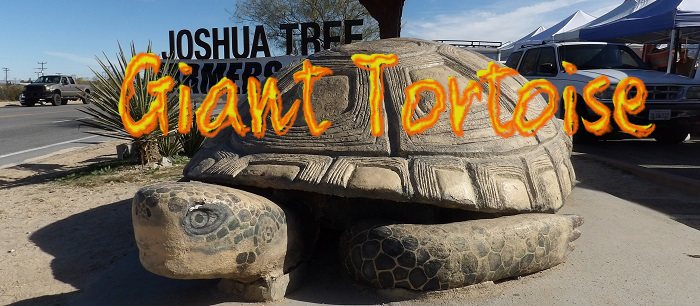 World's Largest Desert Tortoise