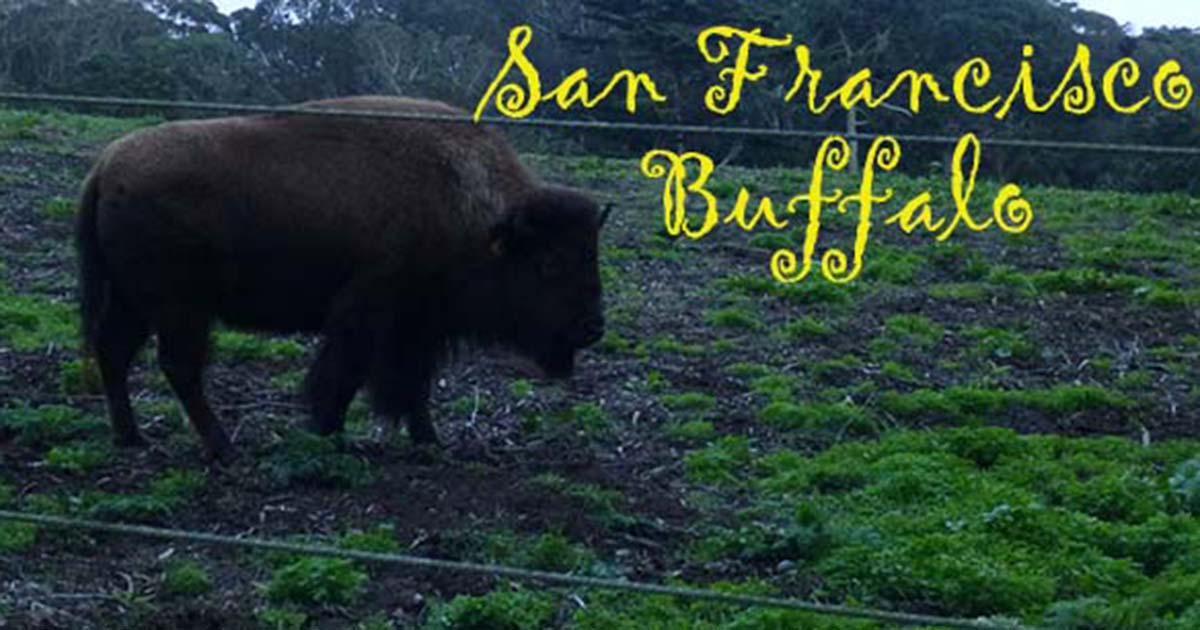 Golden Gate Park Buffalo Paddock Weird Nevada